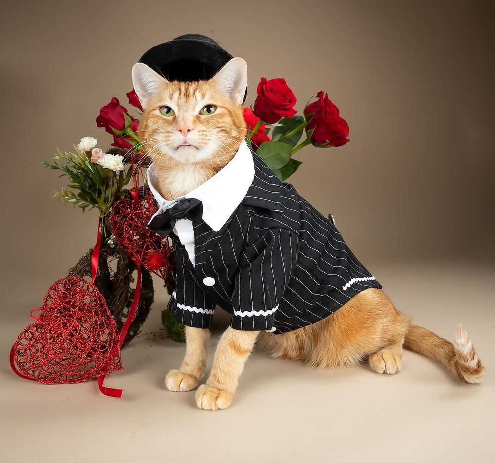 Happy Valentine's Day! Рыжик и Маркиз