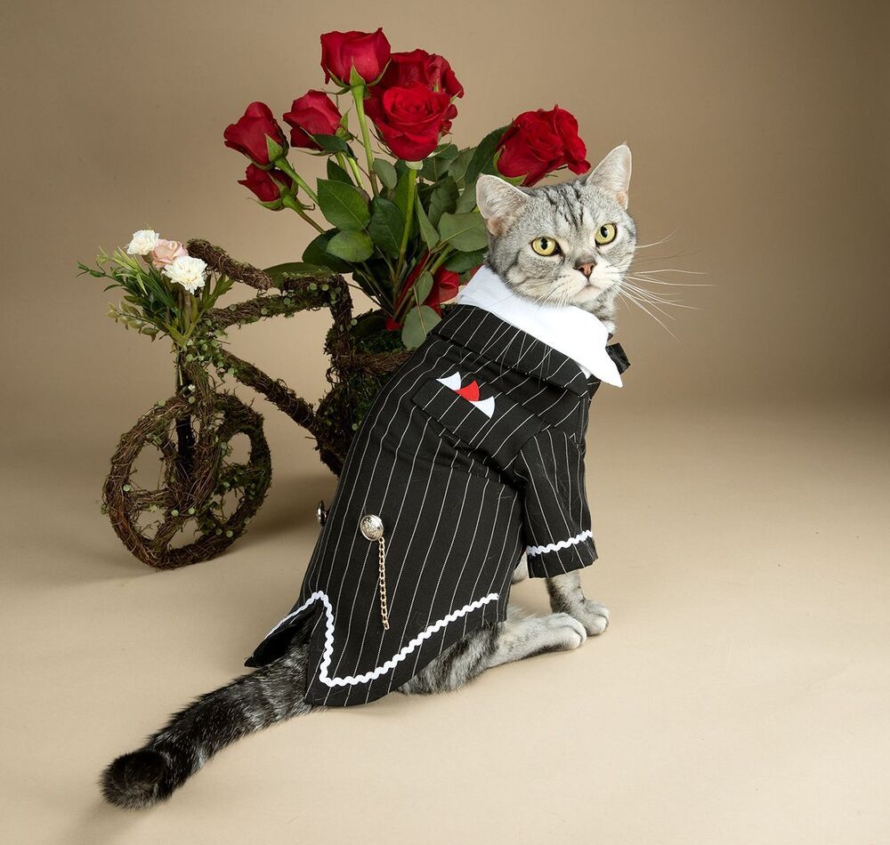 Happy Valentine's Day! Рыжик и Маркиз