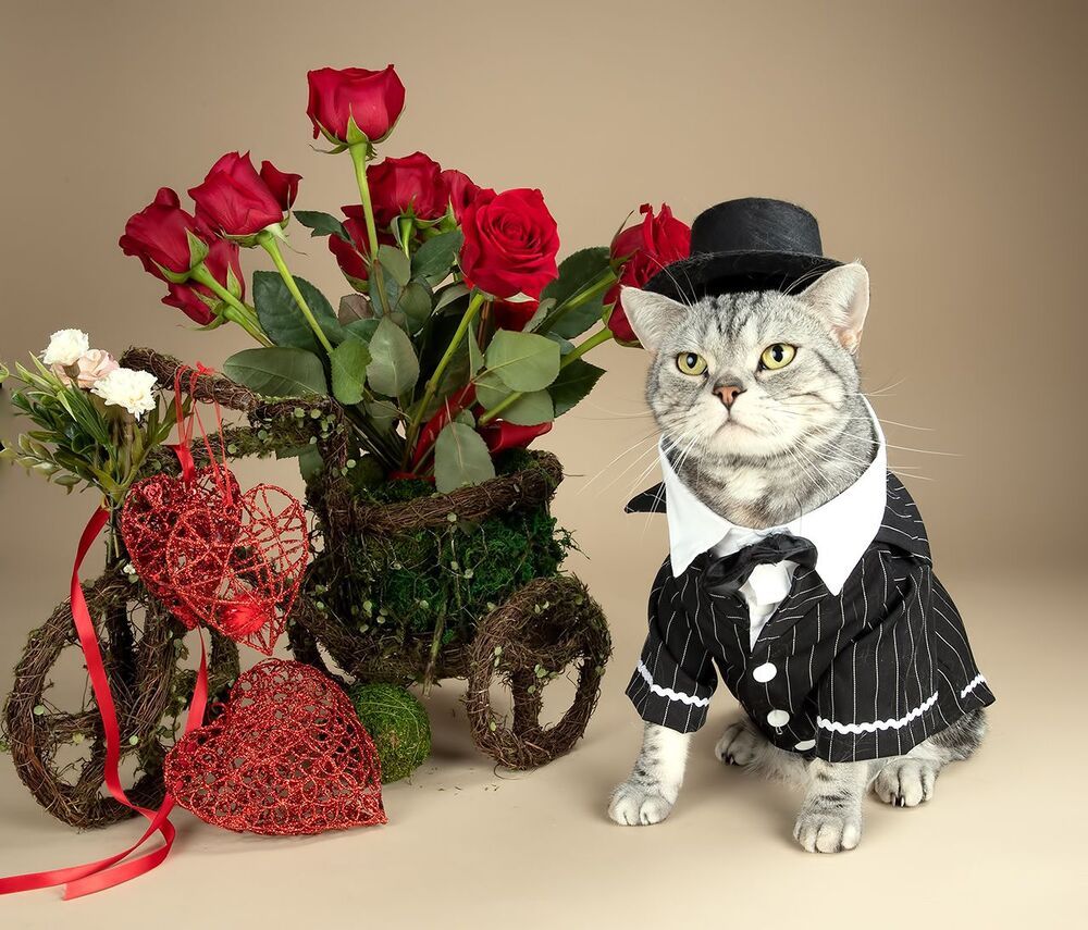 Happy Valentine's Day! Рыжик и Маркиз