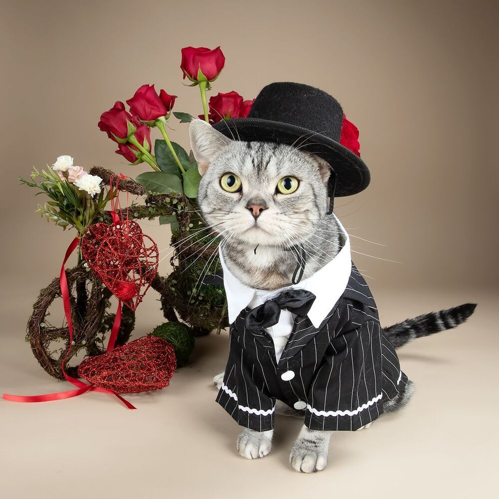 Happy Valentine's Day! Рыжик и Маркиз
