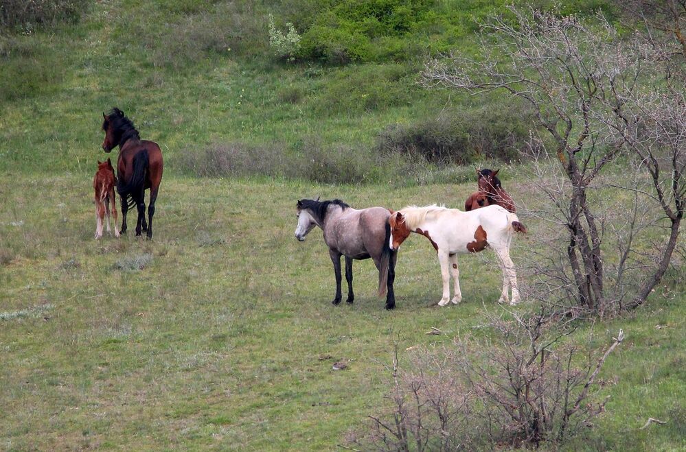 Табун..