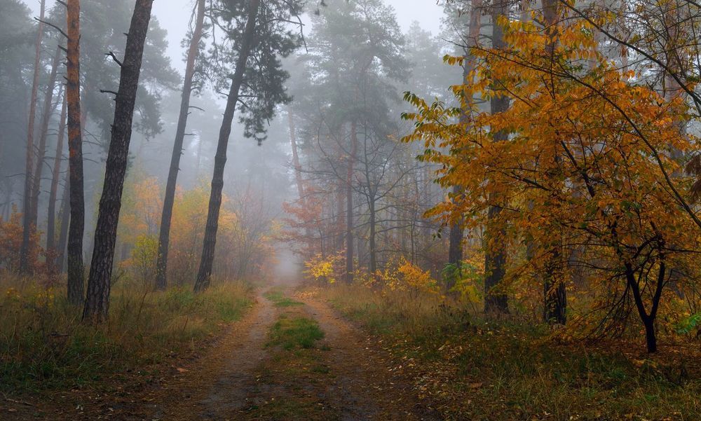Осенний лес наполнился туманом