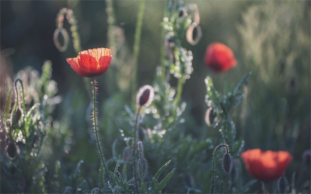 the morning of my favorite flowers