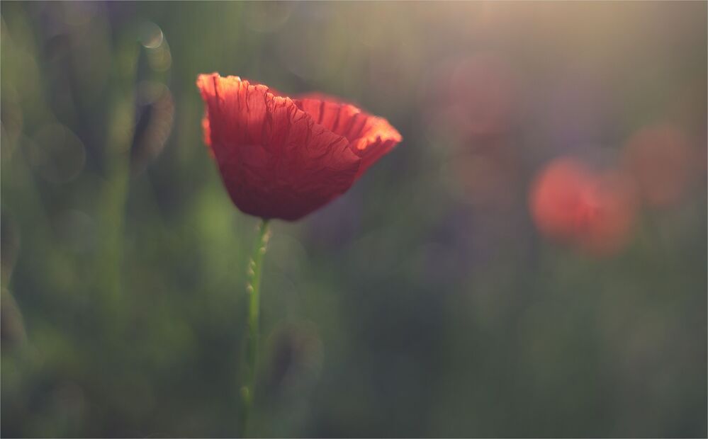 the morning of my favorite flowers