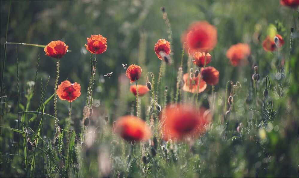 the morning of my favorite flowers