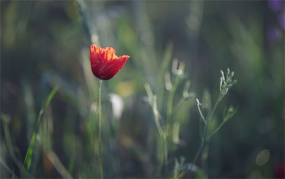the morning of my favorite flowers