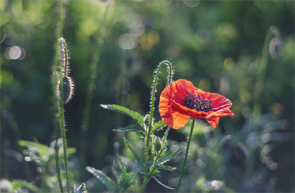 the morning of my favorite flowers