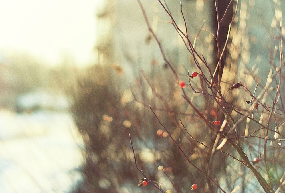 Photo 165668