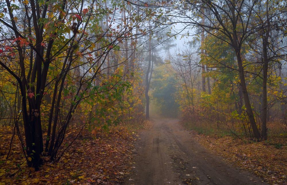 Под кровлей синего тумана