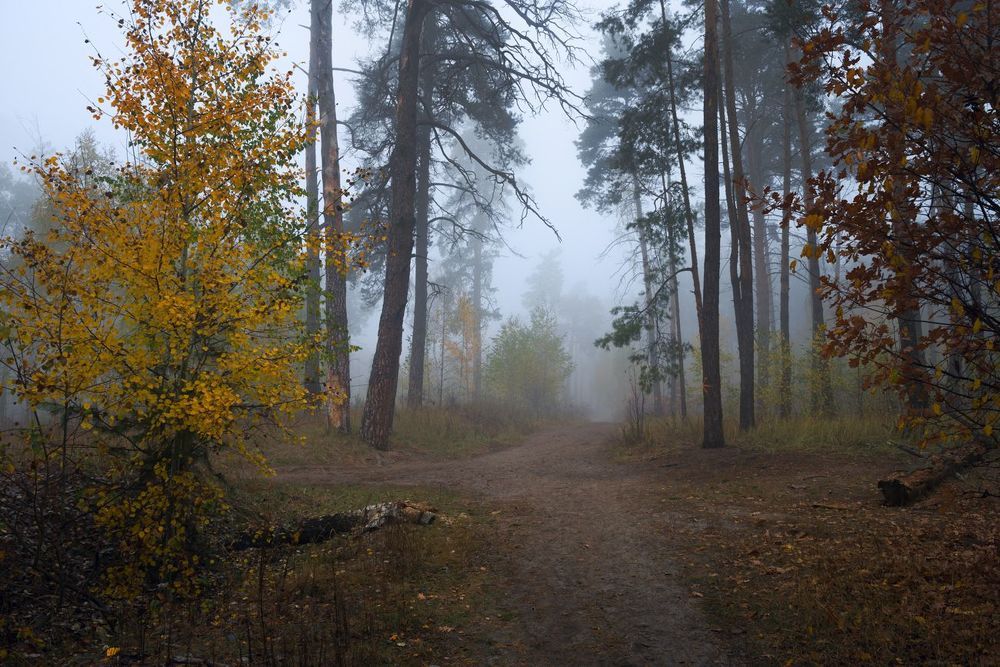 Под кровлей синего тумана