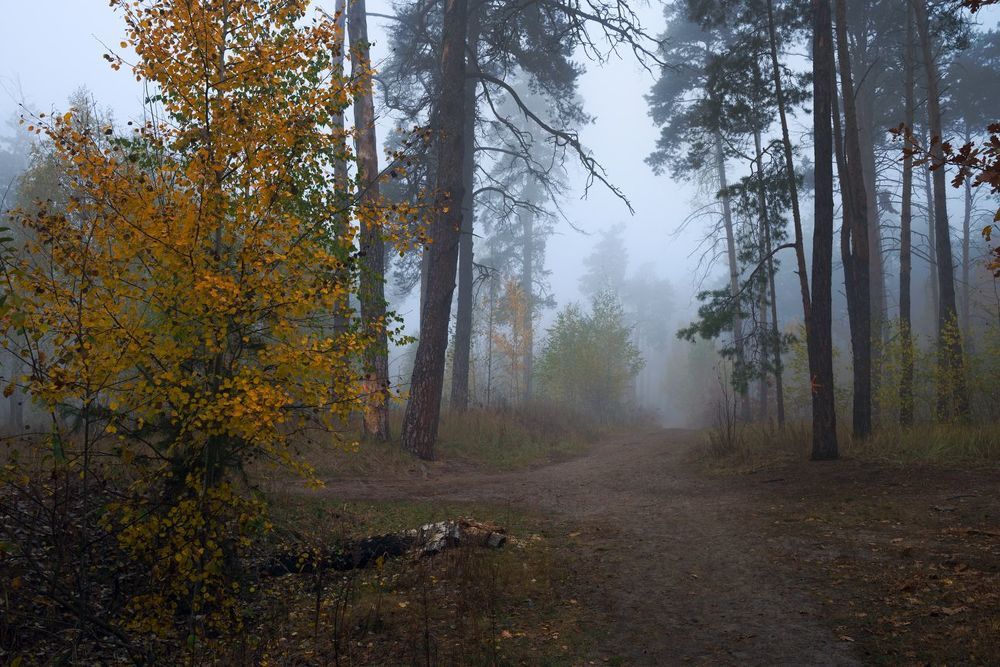Под кровлей синего тумана