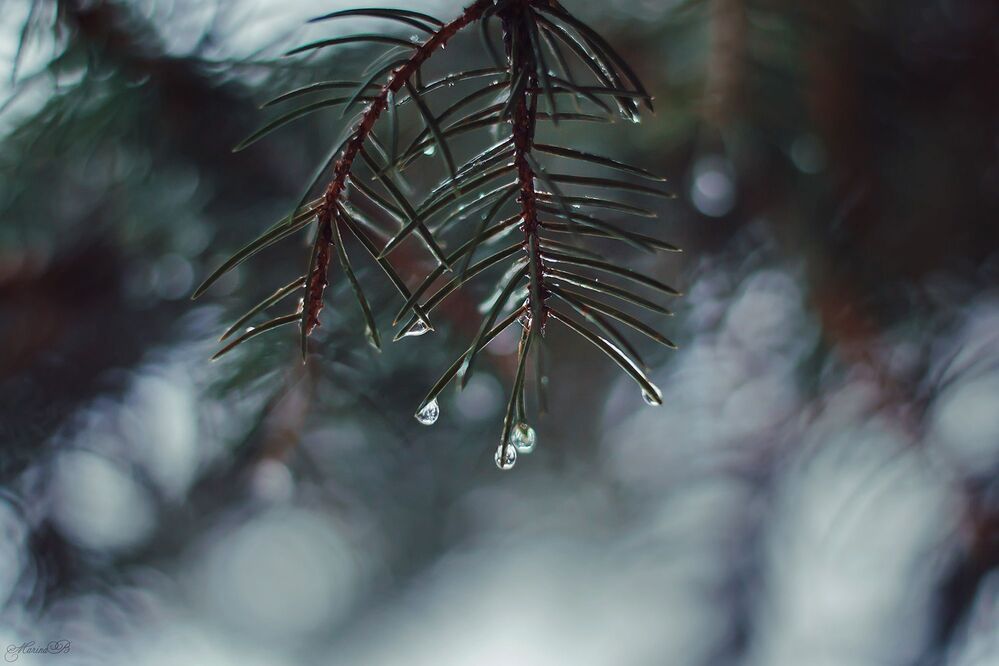 Frozen tears