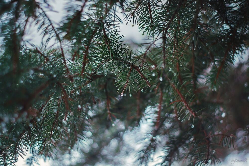 Frozen tears