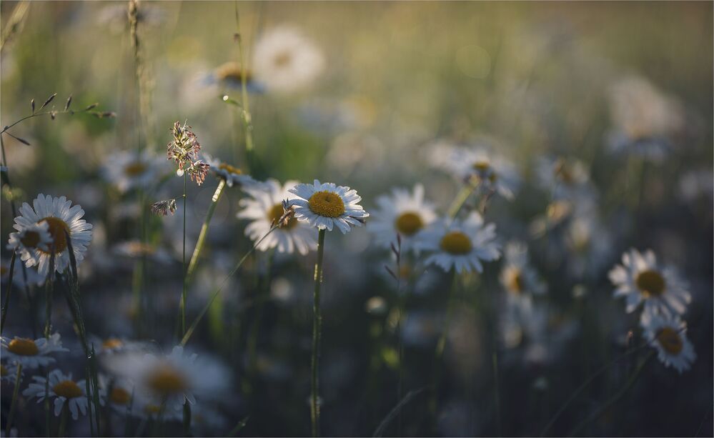 daisies in the morning light...