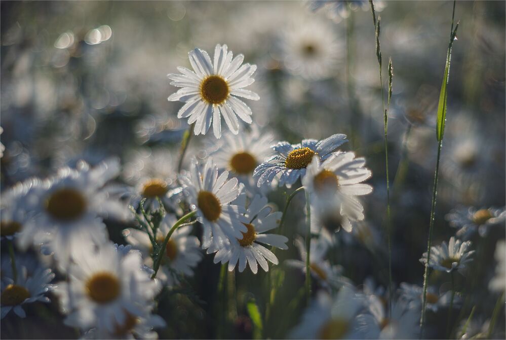 daisies in the morning light...