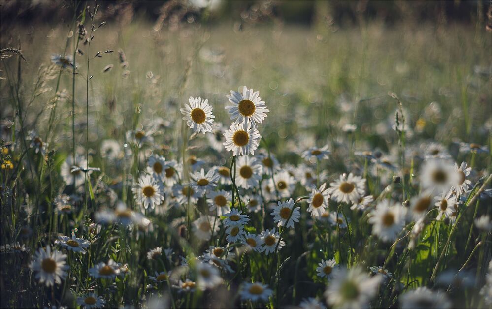 daisies in the morning light...