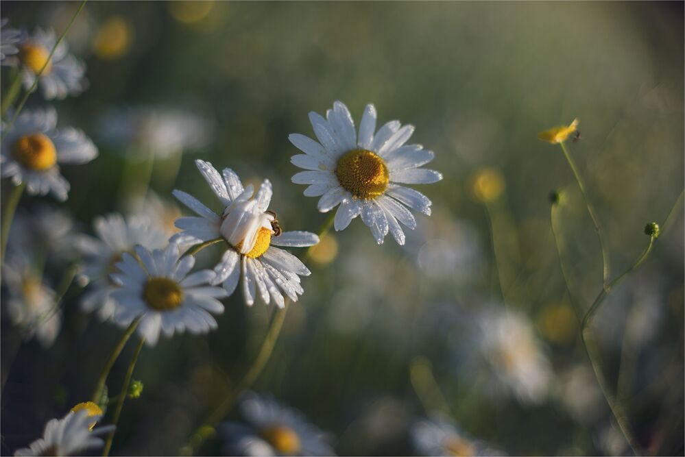 daisies in the morning light...
