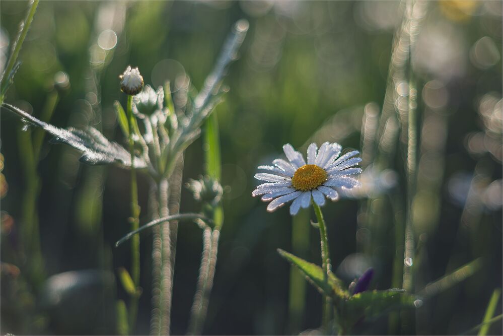 daisies in the morning light...