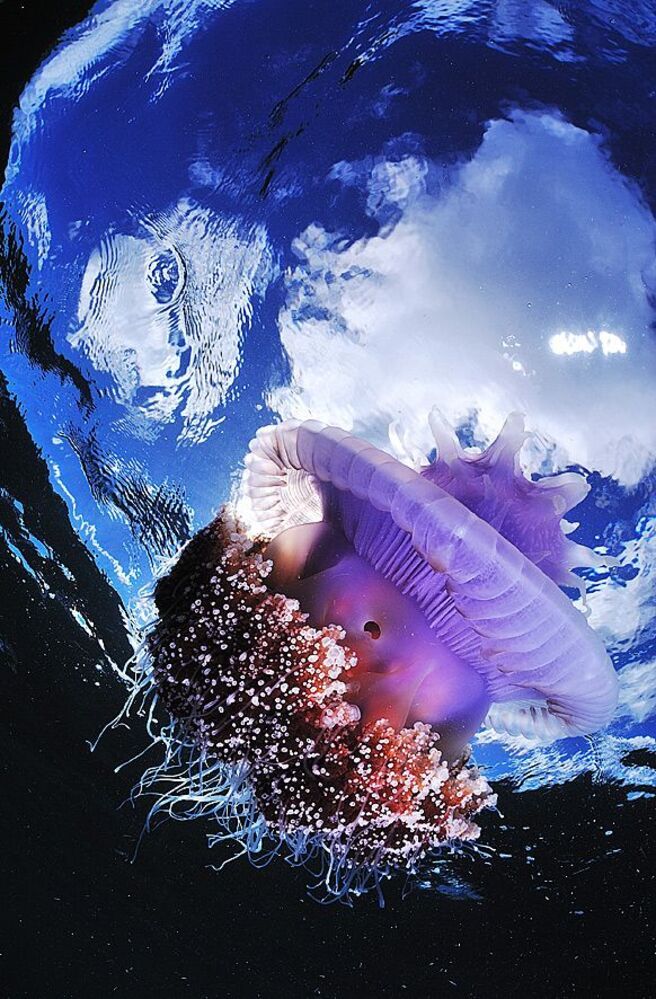 Philippines. Mactan. Jelly Fish.