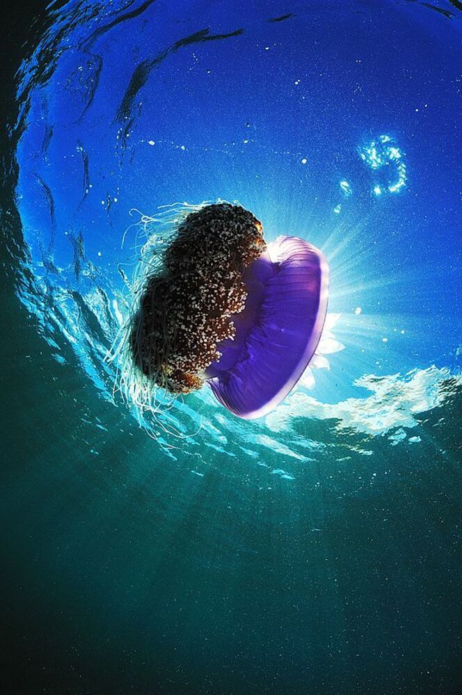 Philippines. Mactan. Jelly Fish.