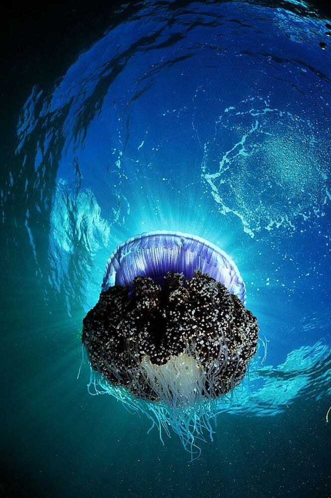 Philippines. Mactan. Jelly Fish.