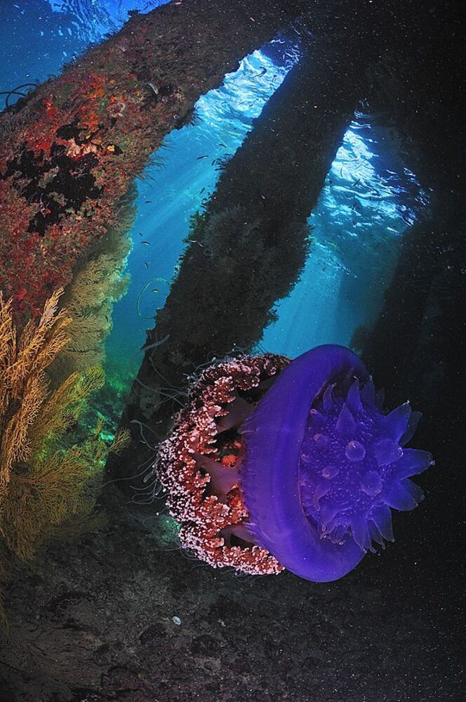 Philippines. Mactan. Jelly Fish.