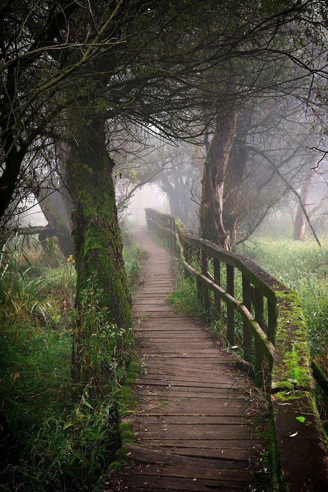 Foggy morning....