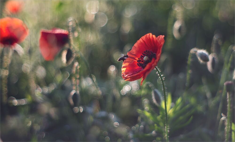 the morning of my favorite flowers
