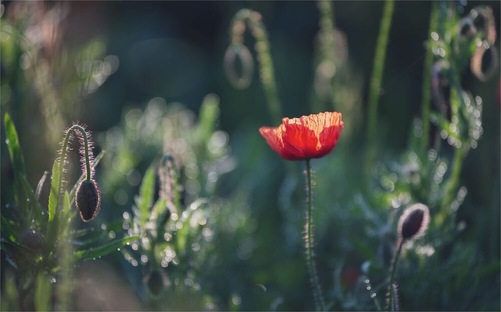 the morning of my favorite flowers