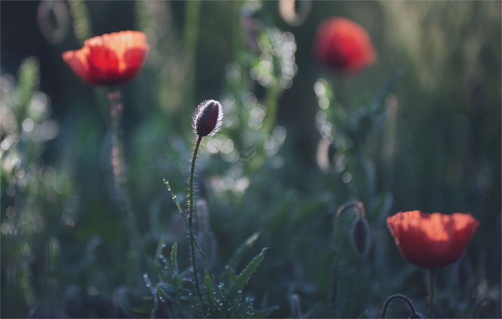 the morning of my favorite flowers