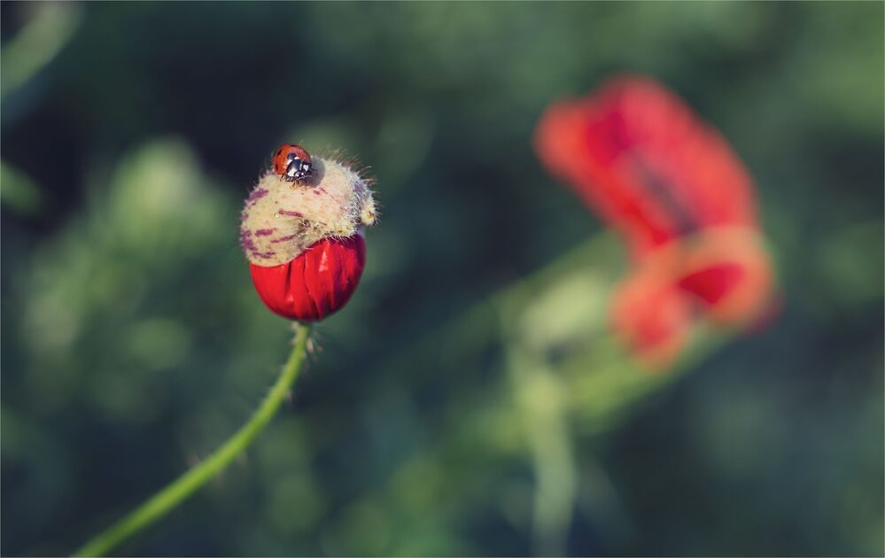 the morning of my favorite flowers