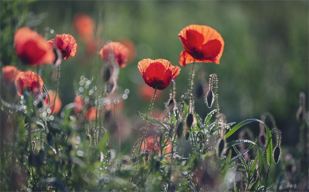the morning of my favorite flowers