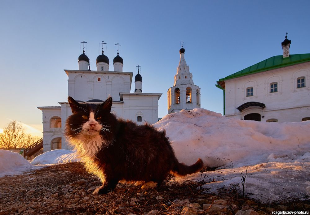 Церковные котики.