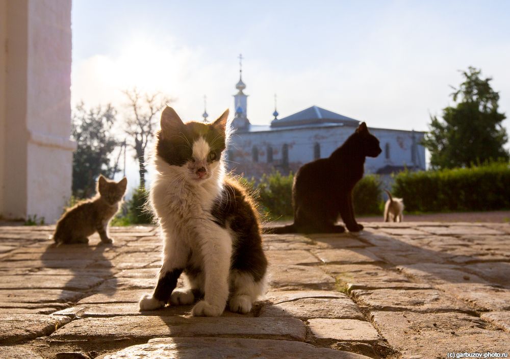 Церковные котики.
