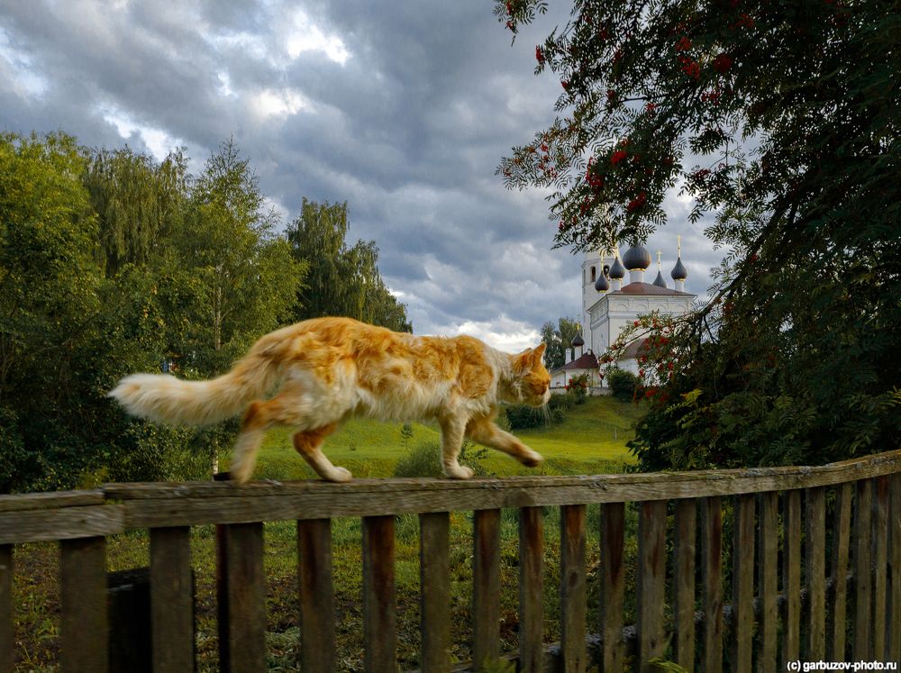 Церковные котики.