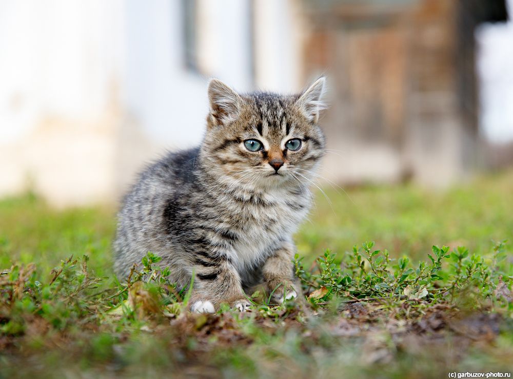 Церковные котики.