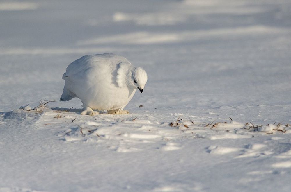 Беленькие курочки в валенках...