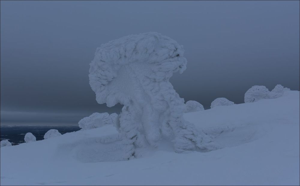 Грибная пора