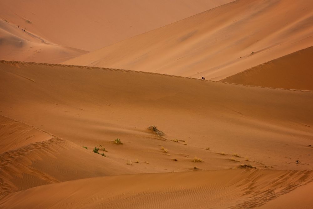 Desert and life-6