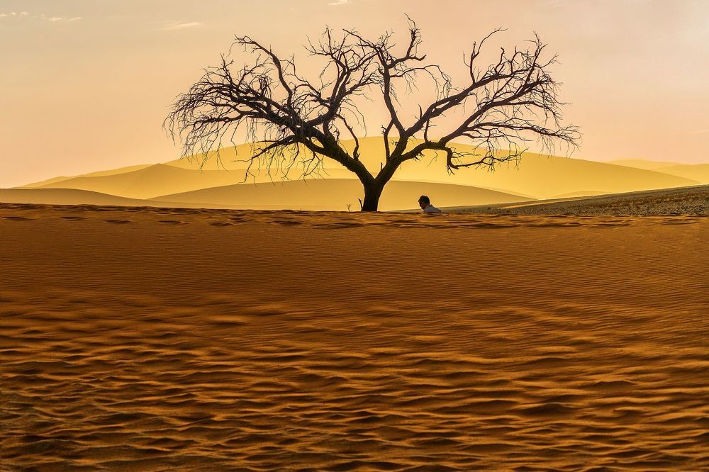 Desert and life-1