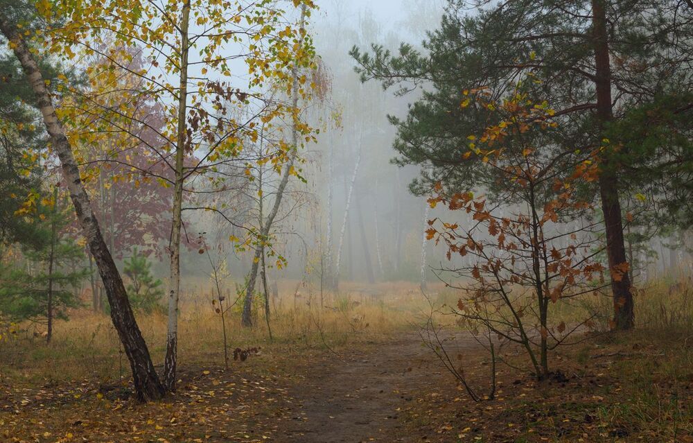 Затуманены тропы лесные