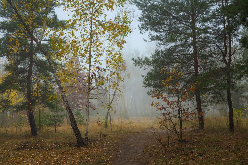 Затуманены тропы лесные