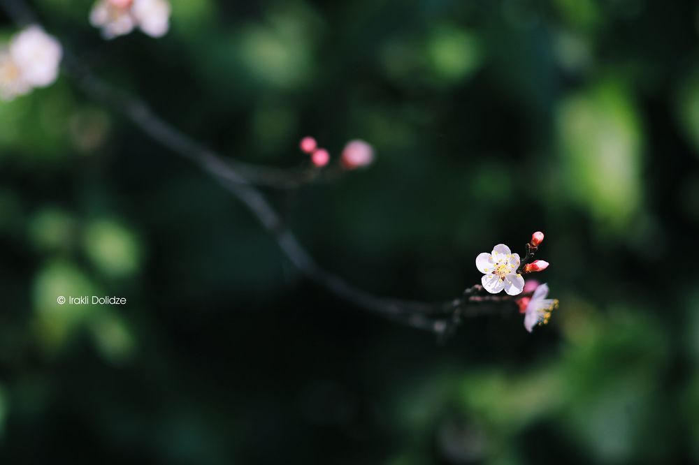 Spring time