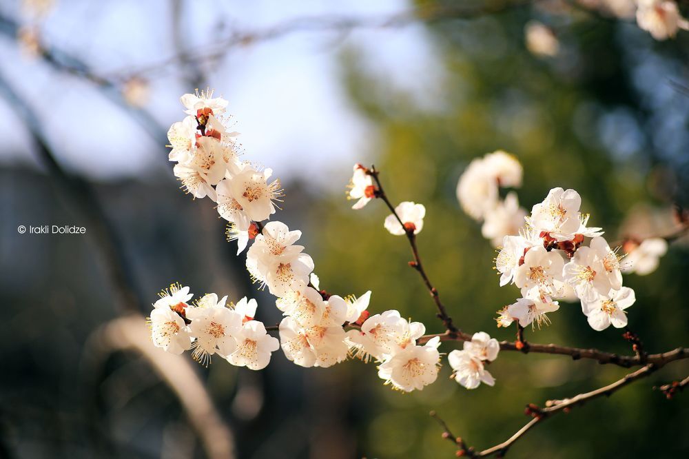 Spring time