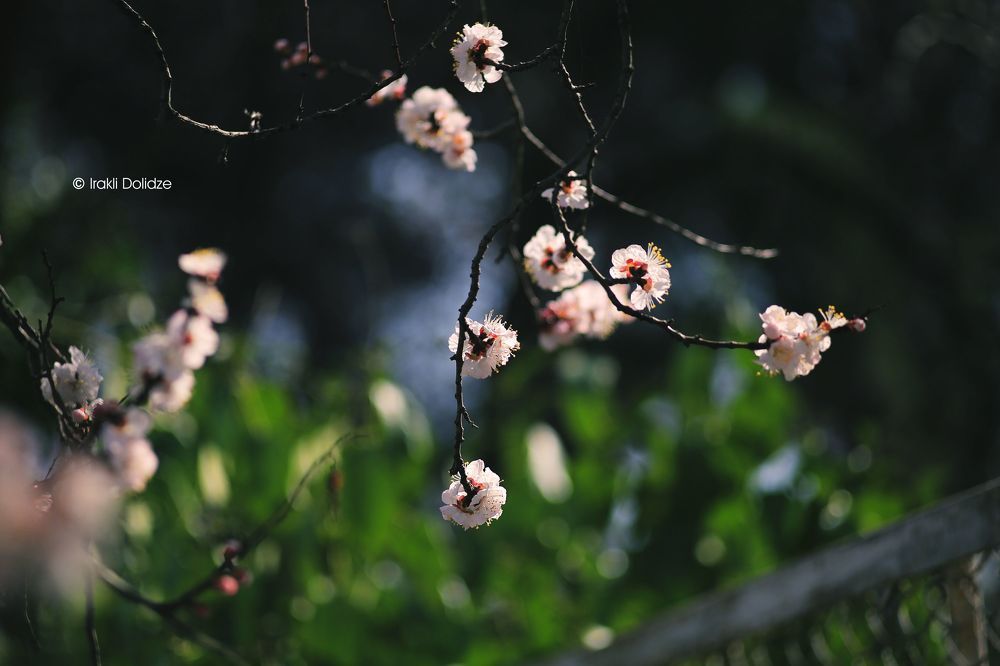 Spring time