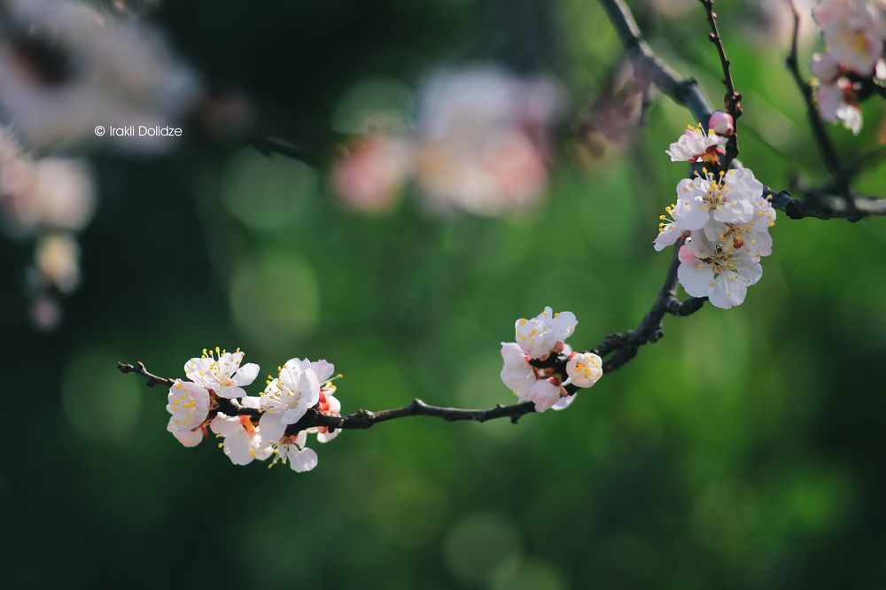 Spring time