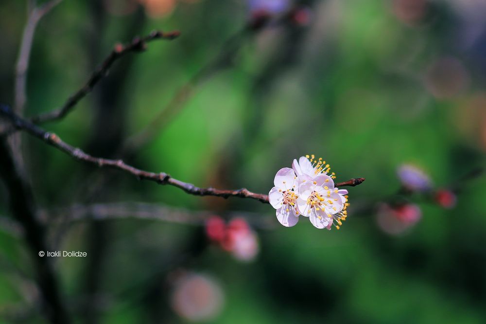 Spring time