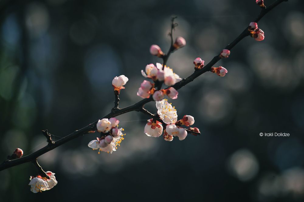 Spring time