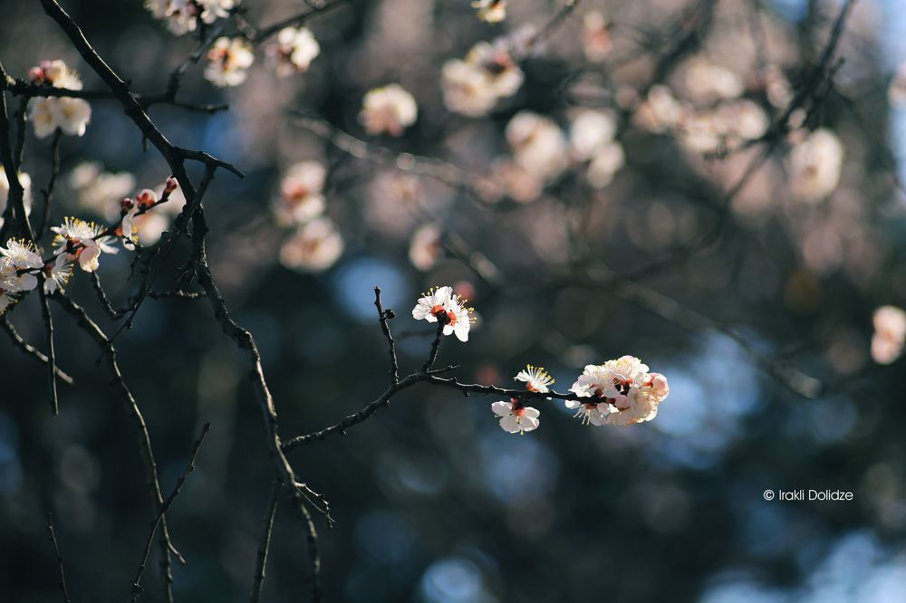 Spring time
