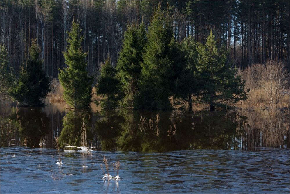 Утро в затопленной низинке